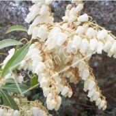 Pieris japonica rameau fleur