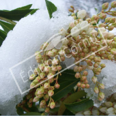 Pieris japonica rameau neige