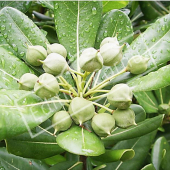 Pittosporum tobira fruit jeune