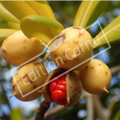 Pittosporum tobira fruit
