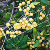 Pittosporum tobira rameau fruit