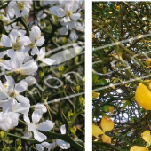 Poncirus trifoliata 2 photos fleur fruit