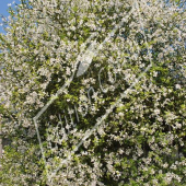 Poncirus trifoliata entier fleur