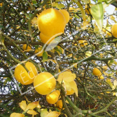 Poncirus trifoliata fruit