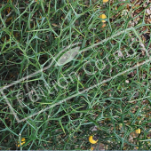Poncirus trifoliata rameau épines