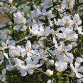 Poncirus trifoliata rameau fleur