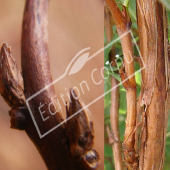 Potentilla fruticosa bourgeon