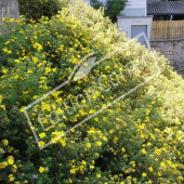 Potentilla fruticosa entier fleuri