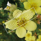 Potentilla fruticosa fleur