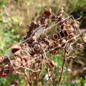 Potentilla fruticosa fruit hiver