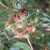 Potentilla fruticosa fruit