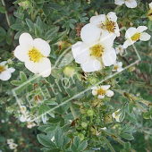 Potentilla fruticosa rameau fleur