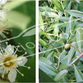 Prunus laurocerasus ‘Otto Luyken’ 2 photos fleur fruit