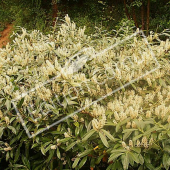 Prunus laurocerasus ‘Otto Luyken’ entier fleur