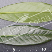 Prunus laurocerasus ‘Otto Luyken’ feuille CM