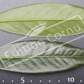 Prunus laurocerasus ‘Otto Luyken’ feuille CM