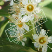 Prunus laurocerasus ‘Otto Luyken’ fleur