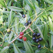 Prunus laurocerasus ‘Otto Luyken’ fruit