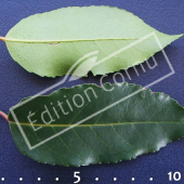 Prunus lusitanica feuille CM