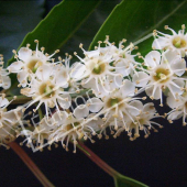 Prunus lusitanica fleur