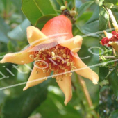 Punica granatum 2 photos fruit