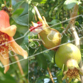 Punica granatum fruit