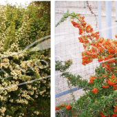 Pyracantha X 2 photos entier fleur fruit