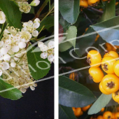 Pyracantha X 2 photos fleur fruit