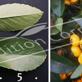 Pyracantha X 2 photos fruit