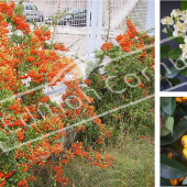 Pyracantha X 3 photos fruit