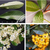 Pyracantha X 4 photos