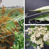 Pyracantha X 5 photos fruit