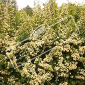 Pyracantha X entier fleur