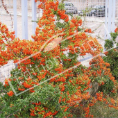 Pyracantha X entier fruit