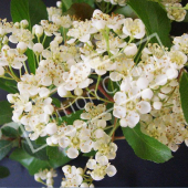 Pyracantha X fleur