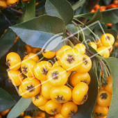 Pyracantha X fruit