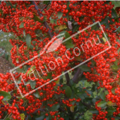 Pyracantha X fruit2