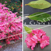 Rhododendron japonicum 5 photos