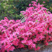 Rhododendron japonicum entier fleuri