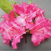 Rhododendron japonicum fleur