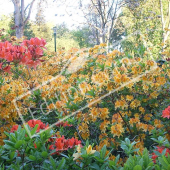 Rhododendron molle entier fleuri