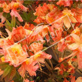 Rhododendron molle rameau fleur