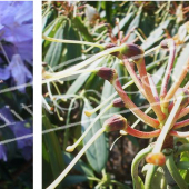 Rhododendron x 2 photos fleur fruit