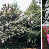 Rhododendron x 3 photos fleur