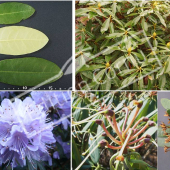 Rhododendron x 4 photos