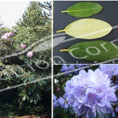 Rhododendron x 5 photos