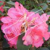 Rhododendron x fleur