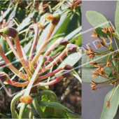 Rhododendron x fruit