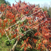 Rhus typhina entier automne