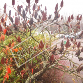 Rhus typhina entier hiver